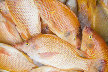 fresh fish