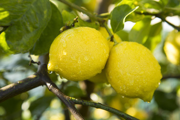 fresh lemons in the garden