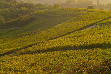 vignoble alsacien