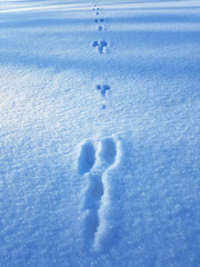 Hasenspur, Spuren, Schnee