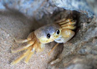 Crab