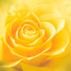 The Texture of Beautiful Yellow Rose Close Up.