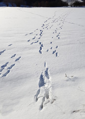Fussspuren, Spuren, Schnee