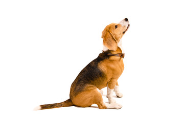 Beagle dog sitting, looking up, isolated on white background, side view