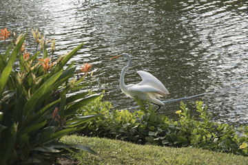 Heron