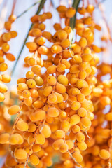 Date fruits on the tree. Close-up.