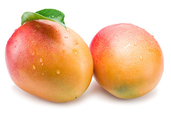 Mango fruits with water drops. Isolated on a white background.