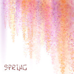 Spring background with blooming wisteria