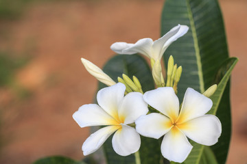 Fototapeta premium White frangipani flower