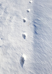 Fuchsspuren, Spuren, Schnee