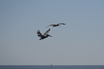 Pelicans