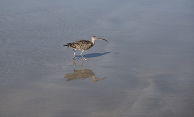 Curlew