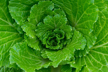 Fresh green lettuce