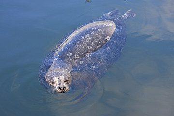 Fototapeta premium Harbour Seal