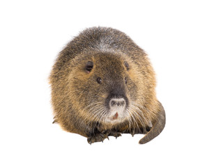 Coypu (Myocastor coypus)