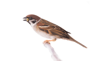 sparrow sitting on a tree branch