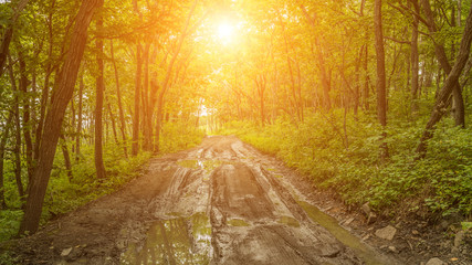 Fototapeta premium Dirt road with puddles through the forest at sunset.