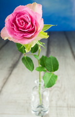 Rose in pink auf Holztisch vor blauem Hintergrund