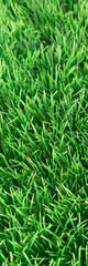 Fototapeta na wymiar Gras, Sicht von oben, vertikales Banner, Textfreiraum