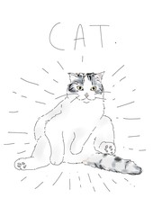 猫
