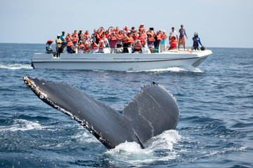 Humpback whale tail in Samana, Dominican republic and torist wha - obrazy, fototapety, plakaty