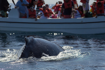 Closeup back of humpback whale and tourist boat in Samana, Domin