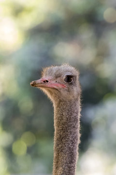 Image of an ostrich head on nature background. Wild Animals.
