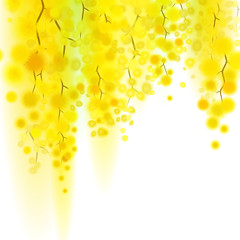 Yellow mimosa spring flowers vertical garland on white background.