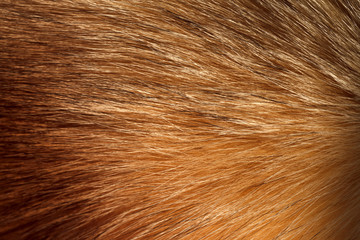 Fluffy ginger fur texture or background, closeup