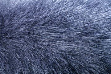 Fluffy grey fur texture or background, closeup