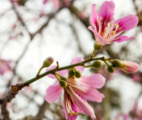 Sunny Spring day, blossom branch on blue sky background