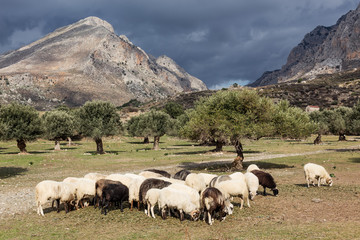 Fototapeta na wymiar sheep on the way to Prevelli Beach - Crete
