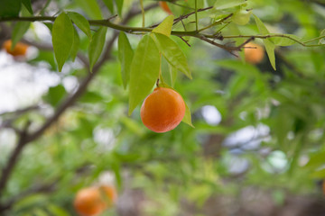 orange tangerine on the branch