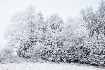 Snow covered trees in winter