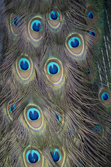 Fototapeta premium Colorful tail