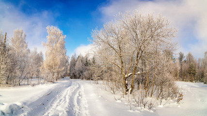 Fototapety  zimowy krajobraz w lesie z drzewami w szron, Rosja, Ural, luty