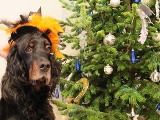 setter dog in a hat near a Christmas tree