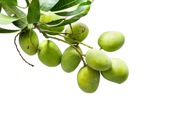 Bunch of fresh Mangoes isolated on white background with clippin