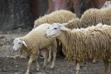 Obraz premium Image of a brown sheep on nature background in thailand. Farm an