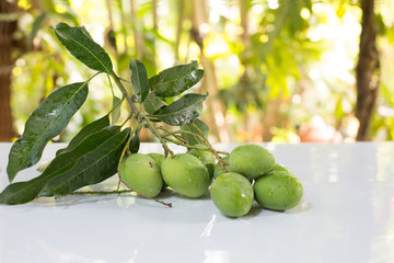 Bunch of fresh Mangoes on the white table in green garden