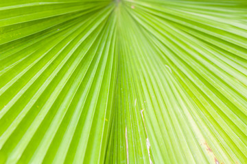 Fototapeta premium Green nature palm tree leaf background, Selective focus.