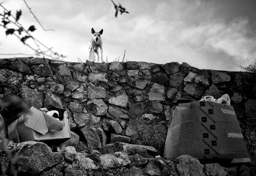 PERRO RABIOSO