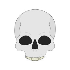 Human skull color illustration