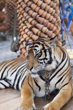 Beautiful striped tiger