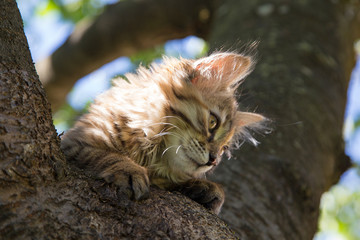 Chaton
