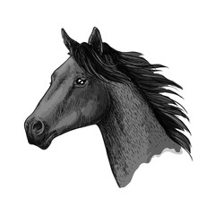 Horse races symbol vector sketch equine head