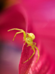 little green spider on a flower