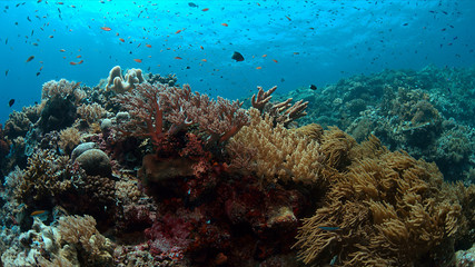 Colorful coral reef with healthy corals and plenty fish.
