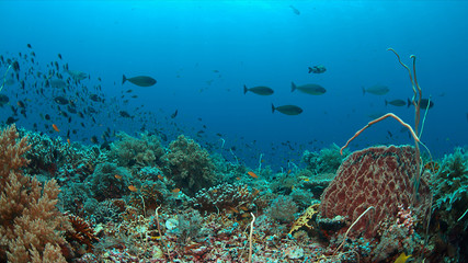 Colorful coral reef with healthy corals and plenty fish.