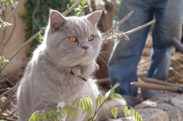 Chat British shorthair découvre le jardin